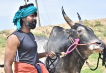 ஜல்லிகட்டில் பரிசுகளை குவித்த நடிகர் சூரி வளர்க்கும் “கருப்பன்” காளை