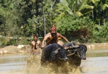 தடைகளை கடந்து சாதனை படைத்து வரும் ‘காந்தாரா’